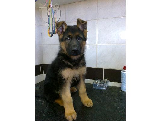 PoulaTo: German Shepherd